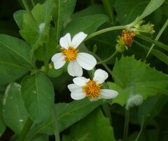 Bidens alba