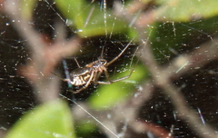 Frontinella pyramitela