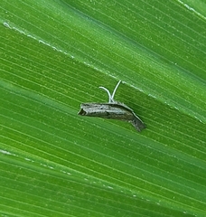 Fissicrambus mutabilis