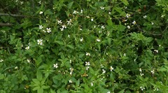 Bidens alba