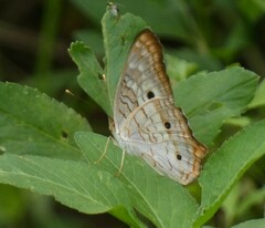 Anartia jatrophae
