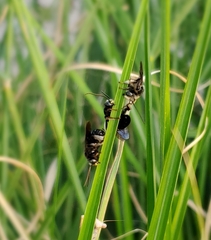 Melissodes bimaculatus