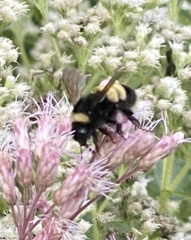 Bombus terricola