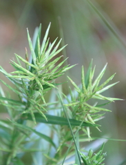 Cyperus odoratus