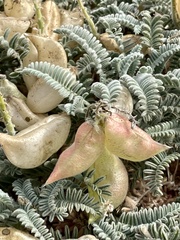 Astragalus nuttallii