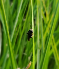 Melissodes bimaculatus