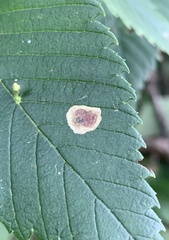 Cameraria ulmella