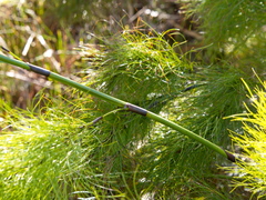 Caustis blakei