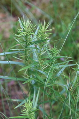 Cyperus odoratus