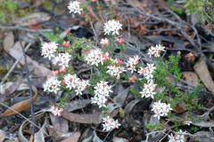 Leionema microphyllum