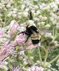 Bombus terricola