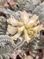 Astragalus nuttallii