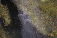 Sternotherus odoratus
