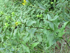 Silphium