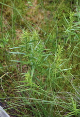 Cyperus odoratus