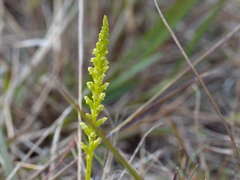 Microtis parviflora