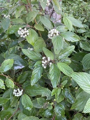 Cornus racemosa