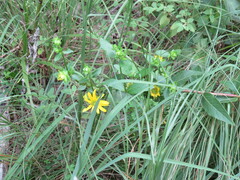 Silphium