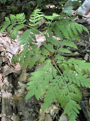 Botrypus virginianus