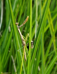 Mantidae