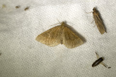 Scotopteryx chenopodiata