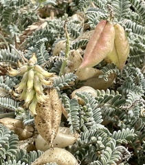 Astragalus nuttallii