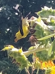 Spinus tristis tristis