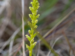 Microtis parviflora