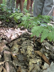 Botrypus virginianus