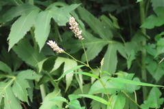 Persicaria pensylvanica