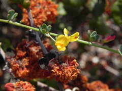 Acmispon prostratus