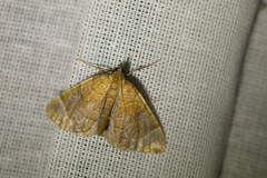 Eulithis testata