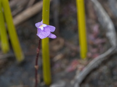 Utricularia biloba