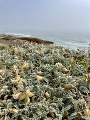 Astragalus nuttallii