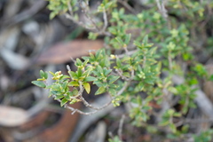 Leionema microphyllum
