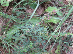 Lespedeza virginica