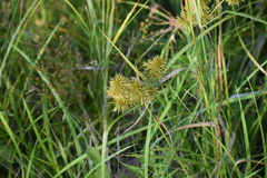 Cyperus odoratus