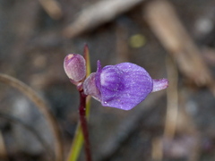 Utricularia