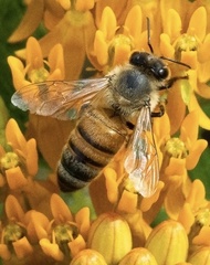 Apis mellifera