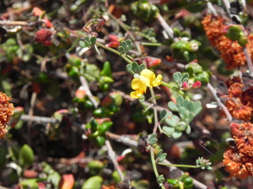 Image of Acmispon prostratus by (c) James C. Davis, some rights reserved (CC BY-SA)