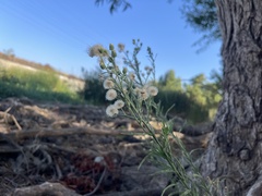 Erigeron bonariensis
