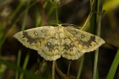 Cyclophora annularia
