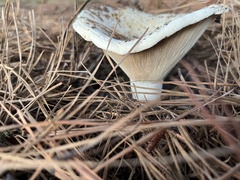 Russulaceae