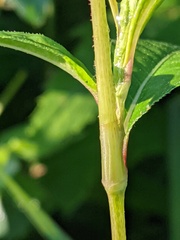 Persicaria pensylvanica
