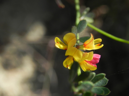 Image of Acmispon prostratus by (c) James C. Davis, some rights reserved (CC BY-SA)