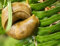 Ariolimax columbianus
