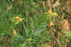 Oenothera