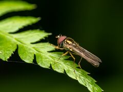 Platycheirus