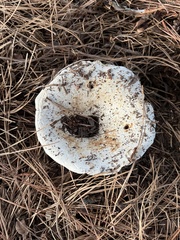 Russulaceae