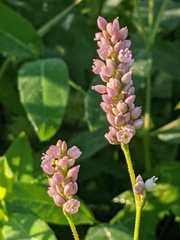 Persicaria pensylvanica